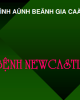 Bài giảng Bệnh gia cầm