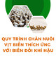 Quy trình chăn nuôi vịt biển thích ứng với biến đổi khí hậu